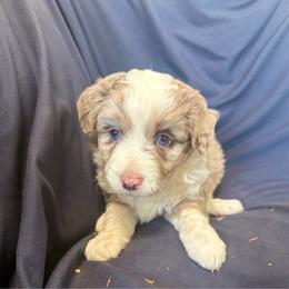 Ferrari - Red merle female Toy Australian Shepherd puppy in Medical Lake, Washington from MAS Gone Rogue