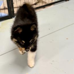 Pippa - Tri-color female Pomsky puppy in Cave Creek, Arizona from Arizona Luxury Pomskies