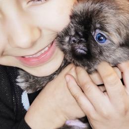 Shih Tzu Puppies from Shantii's Shih Tzu's
