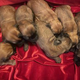 Girl 2 - female Soft Coated Wheaten Terrier puppy in Phoenix, Arizona from Arizona Desert Gold Wheatens
