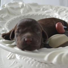 Boykin Spaniel Puppies from BoykinsNBoat