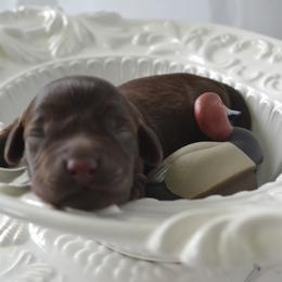 Boykin Spaniel Puppies from BoykinsNBoat