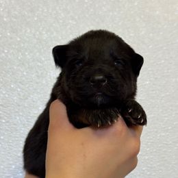 Star - Black and red female German Shepherd puppy in Warwick, Rhode Island from Karma Kennels