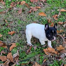 Girl 1 - Tricolors male French Bulldog puppy in Rogers, Arkansas from Freaky Frenchies