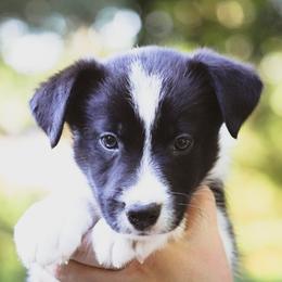 Fred - Black male Border Collie puppy in Dallas, Texas from Effervescent Border Collies