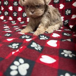 Skye - Lilac female Shih Tzu puppy in Jasper, Indiana from Jacob’s Spoiled Shih Tzu