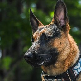 Belgian Malinois and Dutch Shepherds from ArcanaK9