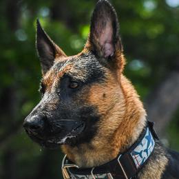 Belgian Malinois and Dutch Shepherds from ArcanaK9