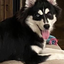 Raven - Black and white female Pomsky puppy in Leesburg, Virginia from Capital Pomsky