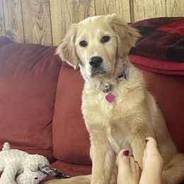 Golden Retrievers from Gahns Great Goldens
