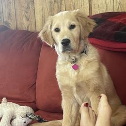 Golden Retrievers from Gahns Great Goldens