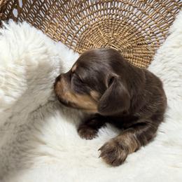 Ember - Chocolate and tan female Dachshund puppy in Red Bank, California from Down The Hill Potterdale