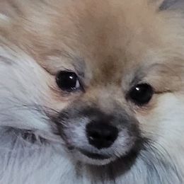Kolte - Pomeranian