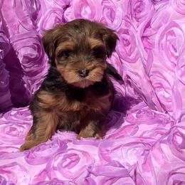 Havanese Puppies from LUCKY HAVANESE
