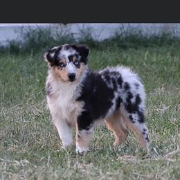 Australian Shepherd and Miniature Australian Shepherd Puppies from Sassy Lil Aussies