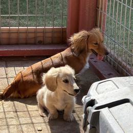 Dachshund Puppies from TG Dachshunds