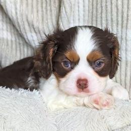 Rolo - Chocolate male Cavalier King Charles Spaniel puppy in Stilwell, Oklahoma from Love Bug Cavaliers