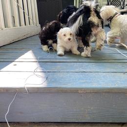 Havanese Puppies from Coco’s Puppies