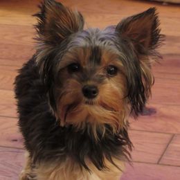 Bella - Yorkshire Terrier