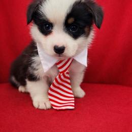 Leo - Black and tan male Pembroke Welsh Corgi puppy in Ramona, Oklahoma from Eden Farms Corgis
