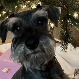 Miniature Schnauzers from Great Northern Schnauzers