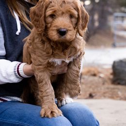 Goldendoodle Puppies from Denver Doodles