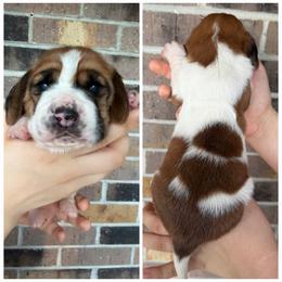 Female 6 - Mahogany and white female Basset Hound puppy in Red Bay, Alabama from Maple Street Bassets