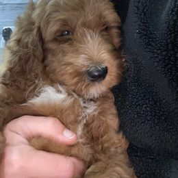 Goldendoodle Puppies from Two Ps in a Pod