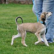 Saluki Puppies from Kushiel Salukis