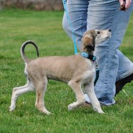 Saluki Puppies from Kushiel Salukis