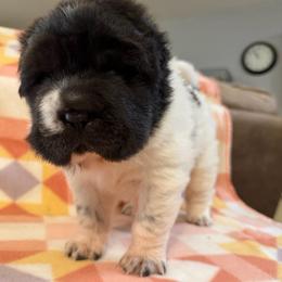 French Toast - White male Chinese Shar-Pei puppy in Lenoir, North Carolina from Peitato Chips