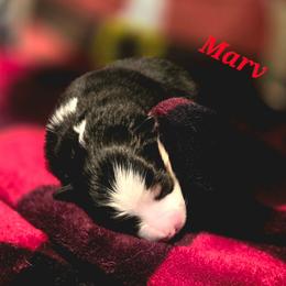 Marv - Black tri male Toy Australian Shepherd puppy in Viking, Minnesota from Son Shine Farm
