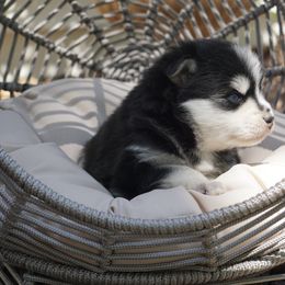 Pomsky Puppies from Arctic Star Pomskies