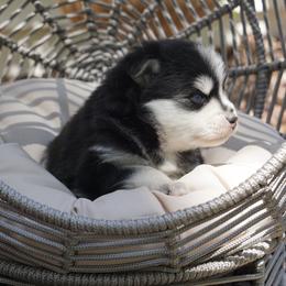Pomsky Puppies from Arctic Star Pomskies