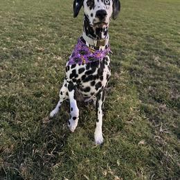 Dalmatian All Grown Up from Sarena Martinez