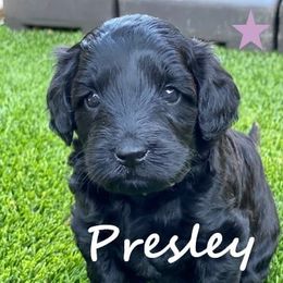 Australian Labradoodle Puppies from Providence Labradoodles