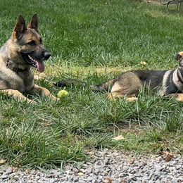 German Shepherd Puppies from StoneWall