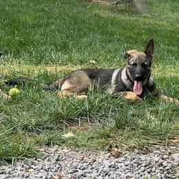 German Shepherd Puppies from StoneWall