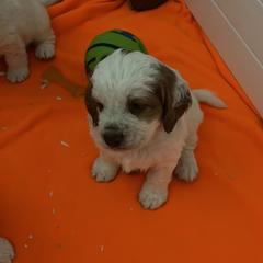 Clumber Spaniel Puppies from Briton Clumber Spaniels