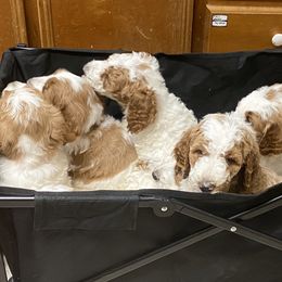 Goldendoodle Puppies from Kennedy Doodles