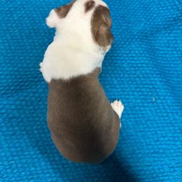 Boy 1 - Seal and white male Boston Terrier puppy in Chillicothe, Ohio from 740 kennels