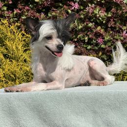 Gigi - Black and white female Chinese Crested puppy in Dunn, North Carolina from Coylety Kennel