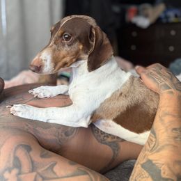 Dachshund puppies from Lazaldes Legacy Dachshunds