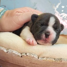 French Bulldog Puppies from PHP's Starbulls