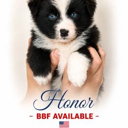 HONOR - Black & white female Australian Shepherd puppy in Gowen, Michigan from XA AUSTRALIAN SHEPHERDS