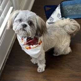 Chico - Shih Tzu