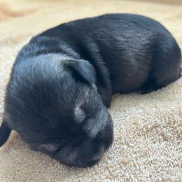 Girl 3 - Salt and pepper female Miniature Schnauzer puppy in Woodburn, Kentucky from Southern Kentucky Schnauzers