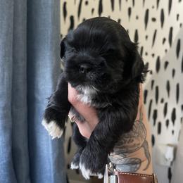 Shih Tzu Puppies from Shihtzus.Sc