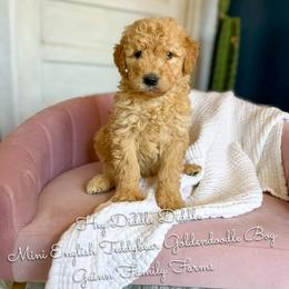 Hey Diddle Diddle - Red  male Goldendoodle puppy in Grove, Oklahoma from Guinn Family Farms