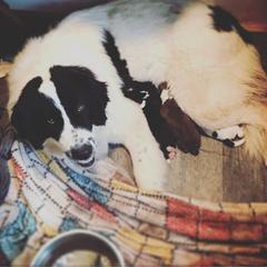 Karakachan Puppies from Karluk Acres Karakachans